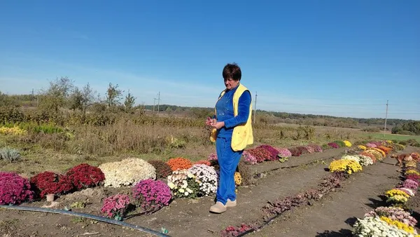 Мешканка Луцького району вирощує понад сто сортів хризантем (фото, відео)