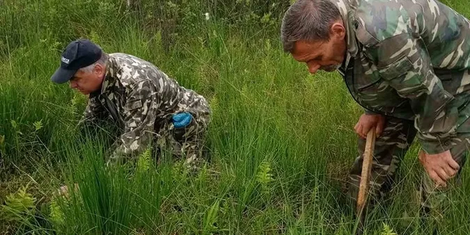 У Шацькому нацпарку росте унікальна Пухівочка альпійська (фото)