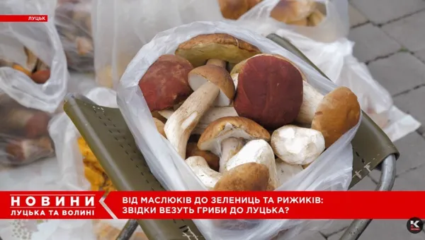 Від білих і красноголовців до зелениць і рижиків: на луцькому ринку – грибний ажіотаж (відео)