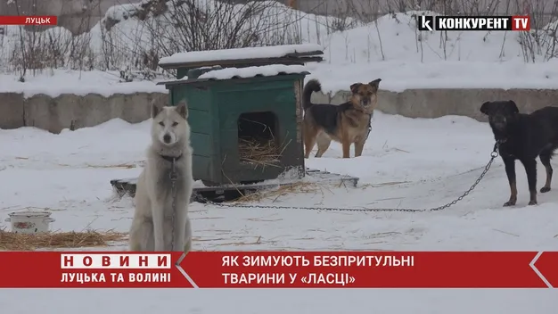 На перше – м'ясо, на друге – каша: як зимують тварини у КП «Ласка» (відео)