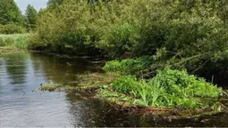Зубаті пухнастики перегородили волинську річку (фото)