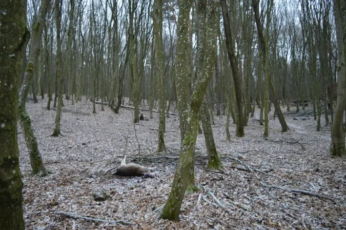 20 тисяч: за інформацію про вбивство ланей у Воротневі обіцяють винагороду
