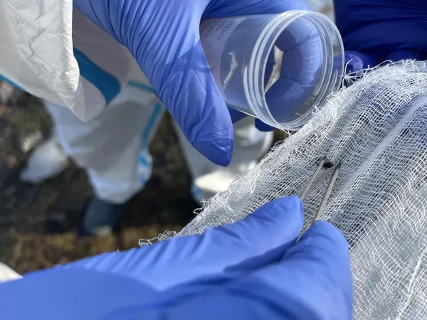Активізувалися кліщі: на Волині вже десятки постраждалих, серед них – діти (фото)