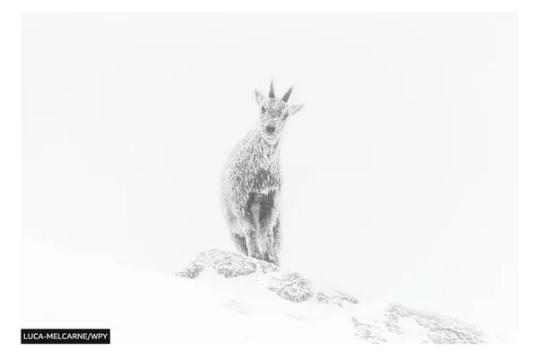 У Великій Британії назвали найкращі фотографії дикої природи у 2023 році (фото)