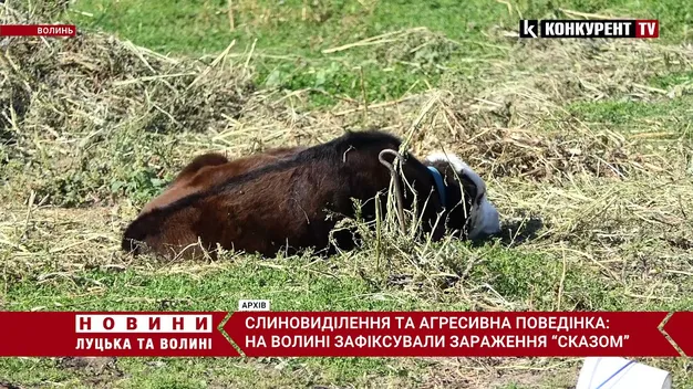 У волинському селі – карантин: теля захворіло на сказ (відео)