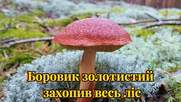Корисний для серця та захищає від раку: на Волині цілющий гриб захоплює ліси (відео)