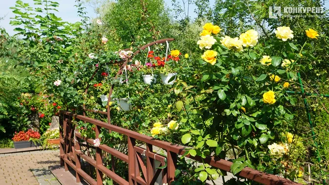 Серпневий квітник у Луцькому зоопарку (фото)