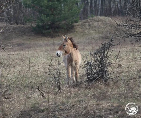 Виснажені, але живі: як коні Пржевальського пережили складну зиму (фото)
