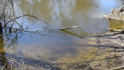 У Луцьку активісти та водолази почистять Стир (фото)