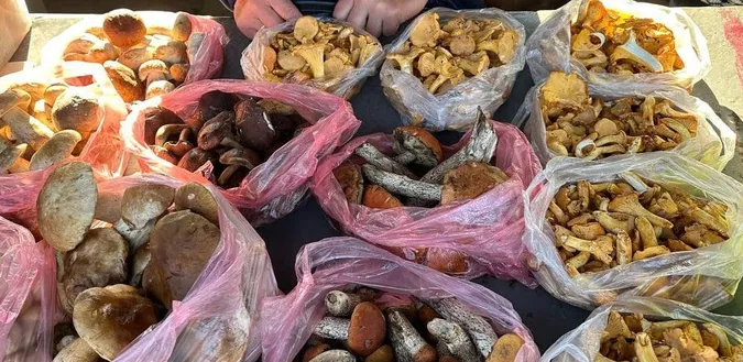 Скільки коштують лісові гриби на ринках у Луцьку  (фото)