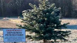 Смердюча ялинка з парку: у Ковелі хвойні дерева обробили репелентами