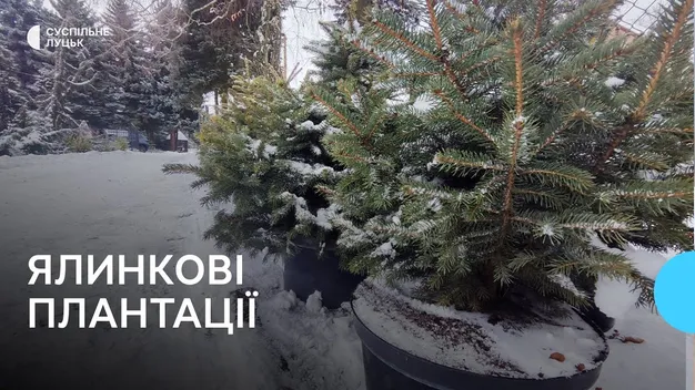 Як на Волині вирощують ялинки на Новий рік і скільки вони коштують (фото)