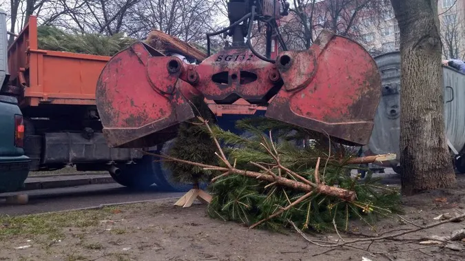 Як і де у Луцьку можна утилізувати новорічні ялинки (відео)