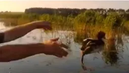 У Луцькому районі з браконьєрських сіток звільнили птаха (відео)