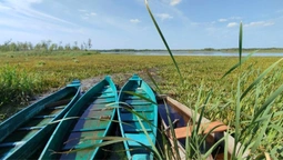 Рослина-хижак і реліктовий кущ: що знайшли на волинському болоті під білоруським кордоном (фото)
