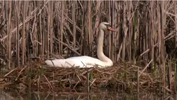 У луцькому парку пара лебедів облаштувала гніздо (відео)
