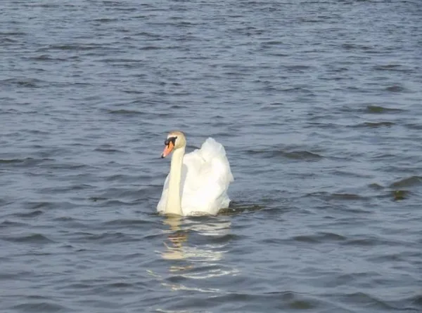 Глибоке і з прозорою водою: біля Луцька є озеро, де водиться багато риби (фото)