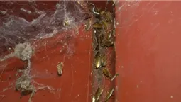 Незряча лучанка захаращує увесь під’їзд (відео, фото)