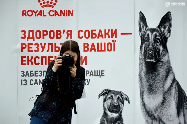 #мокріносики: у луцькому «Промені» песикам шукають хороших власників (фото)