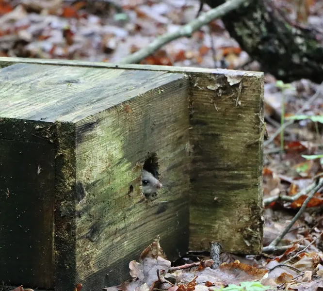У нацпарку на Волині помітили рідкісного звірка (фото)