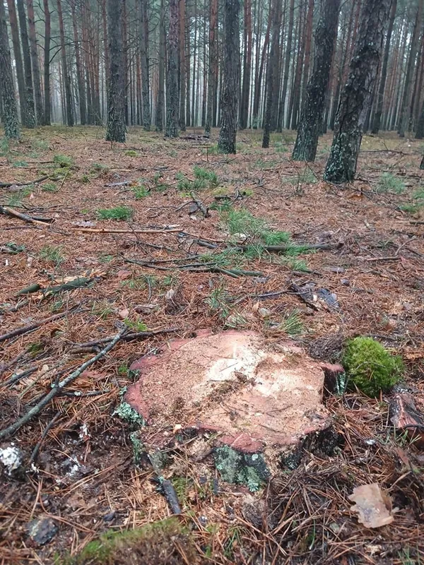 На Волині в нацпарку затримали крадія деревини (фото)