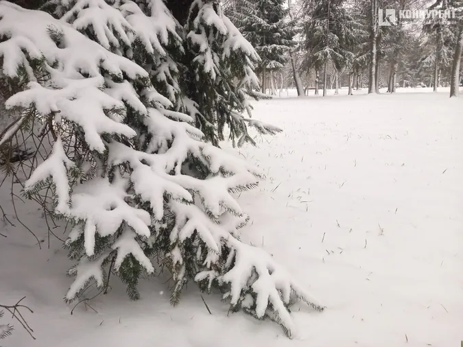 Сніжно і безлюдно: зима у Центральному парку Луцька (фото)