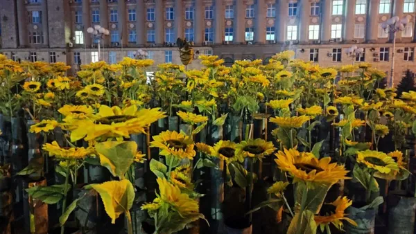Чому соняхи – символ 29 серпня