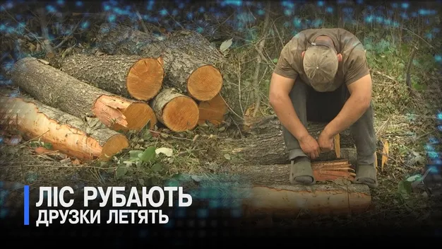 У лісах Луцького району здійняли ґвалт через вирубки: що там коїться (відео)