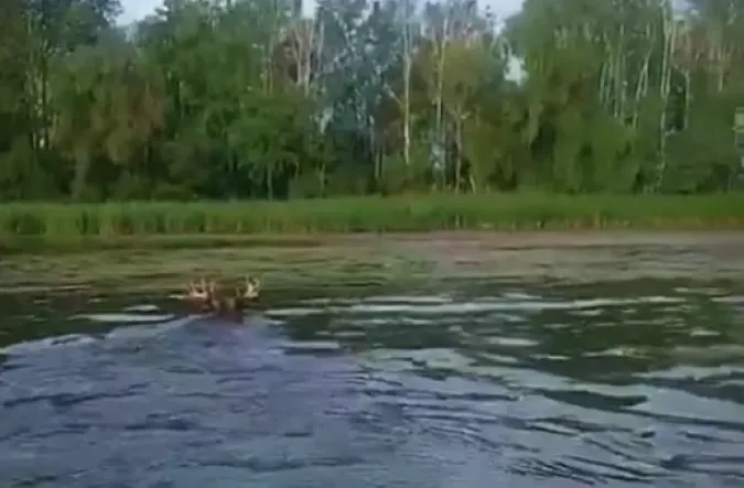 Заплив через Прип'ять: у річці помітили незвичайного рогатого плавця (фото, відео)
