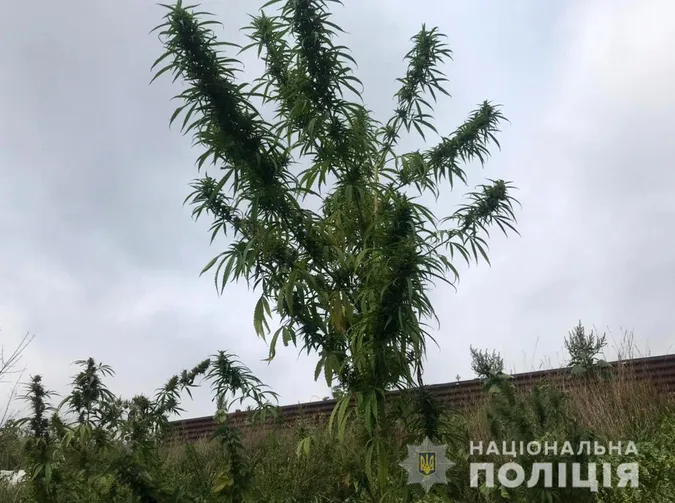 У Підгайцях полісмени впіймали дітей з канабісом та пістолетом (фото)
