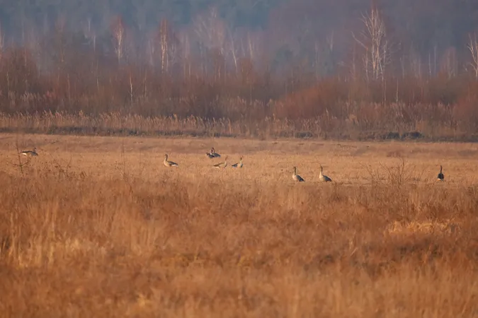 Аномально рано на Волинь повернулися перелітні птахи (фото)