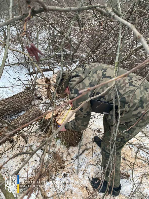На Волині виявили самовільну рубку дерев: що чекає на порушників (фото)