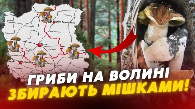 Збирають мішками: лісівник з Волині «здав» грибні локації (відео)