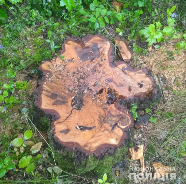 У Луцькому районі чоловік нарубав дерев на 80 тисяч гривень (фото, відео)