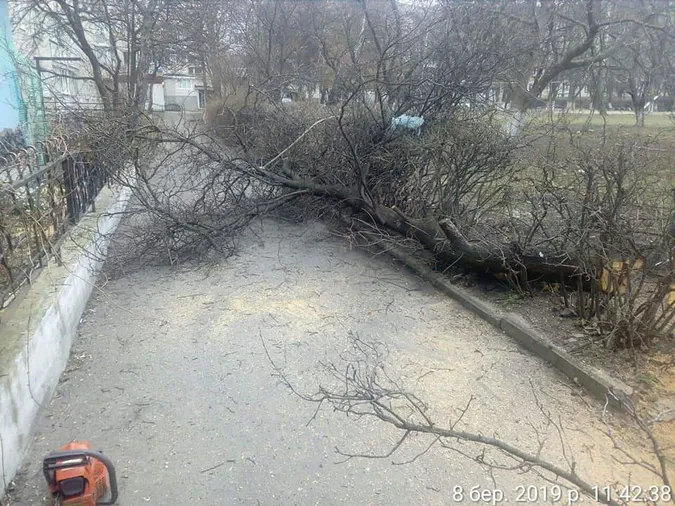 У Луцьку на Молоді незаконно зрізали дерева (фото)