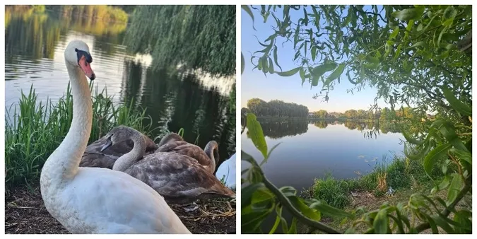 Золотий світанок і пернате сімейство: у Луцьку показали ранкову красу Теремнівських ставків