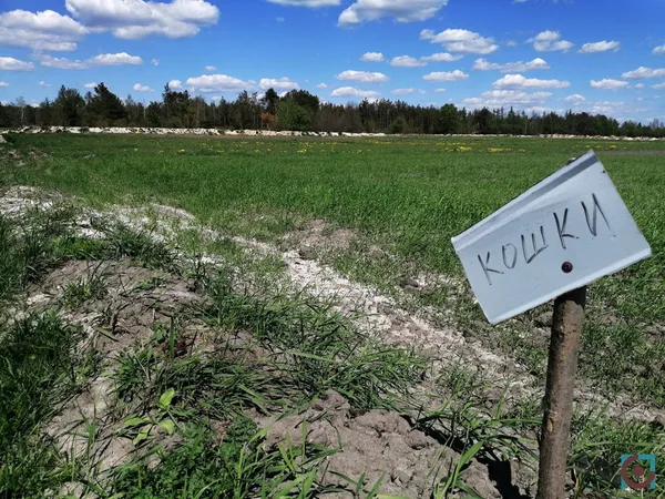 Бурштиновий промисел на карантині: що відбувається на поліських клондайках (фото, відео)