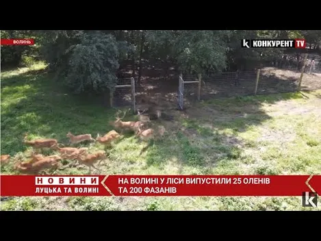 На Волині у ліси випустили 25 оленів та 200 фазанів (відео)