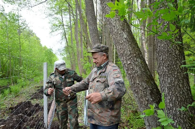 Тут живе ціла сім'я: у волинському лісі облаштували вольєр для кабанчиків (фото)