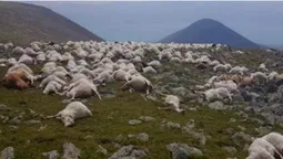 У Грузії блискавка вбила більше пів тисячі овець (відео)