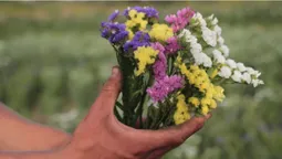 Яскрава квітка півдня: як у селі під Луцьком росте кермек (фото)