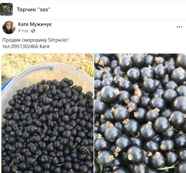 У Луцьку та області продають ранню чорну смородину: ціни (фото)
