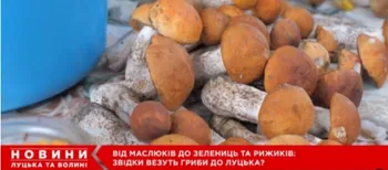 Від білих і красноголовців до зелениць і рижиків: на луцькому ринку – грибний ажіотаж (відео)