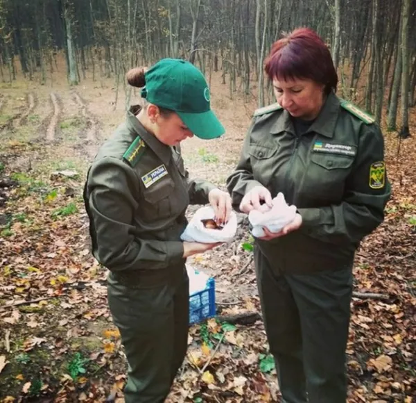 На Волині вирощують дуби з покращеними генетичними властивостями (фото)