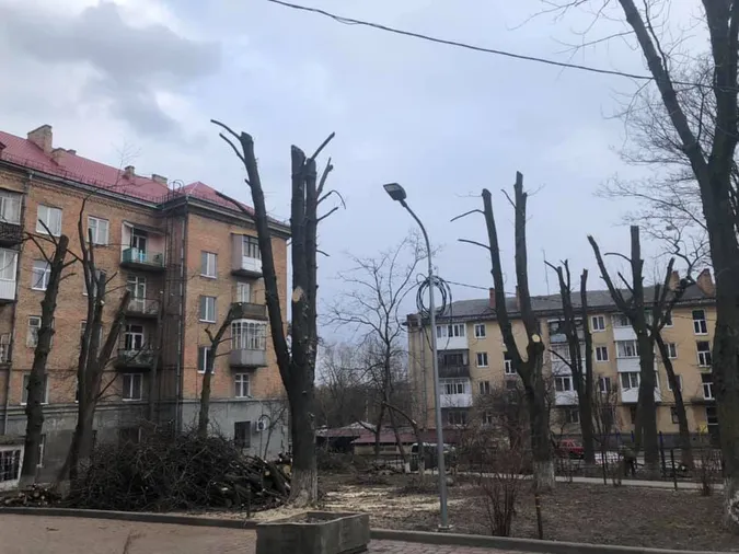 У Луцьку знову «по-варварськи» кронують дерева (фотофакт)