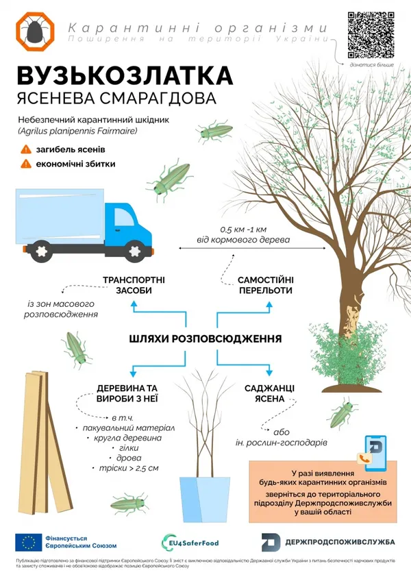 В Україні поширюється карантинний шкідник, який прийшов із росії