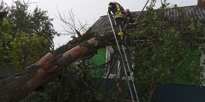 На Волині здоровенне дерево впало на дах будинку (фото)