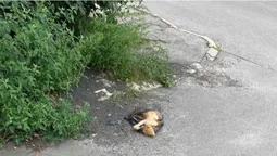 У Луцьку мертвого кота викинули просто посеред дороги (фото)