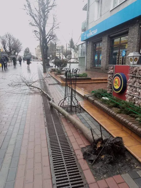 У центрі Луцька в пішохідній зоні впало дерево (фото)