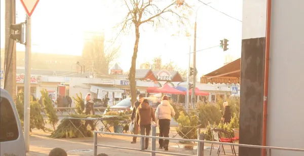 Які ціни на живі ялинки та сосни у Луцьку (фото)